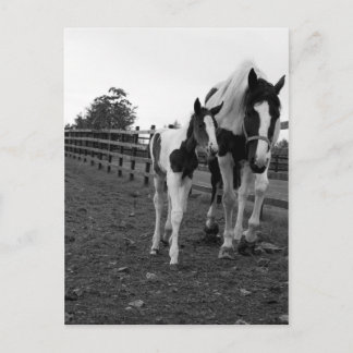 Cartão Postal andar junto à cerca
