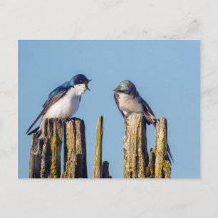 Cartão Postal Andorinha-bicolor macho e fêmea