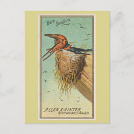 Cartão Postal Andorinha-das-chaminés