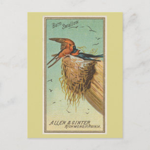 Cartão Postal Andorinha-das-chaminés