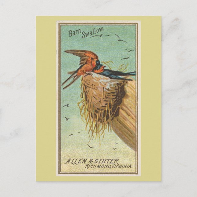 Cartão Postal Andorinha-das-chaminés (Frente)