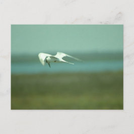 Cartão postal - Andorinha-do-mar em voo