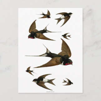 Cartão Postal Andorinhas Revoam Aves Antigas