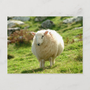 Cartão Postal Anel de Kerry Sheep