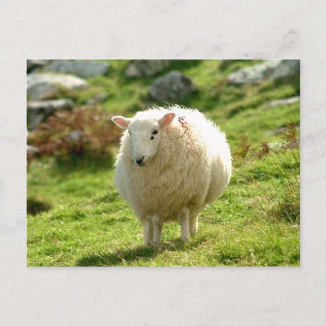 Cartão Postal Anel de Kerry Sheep (Frente)