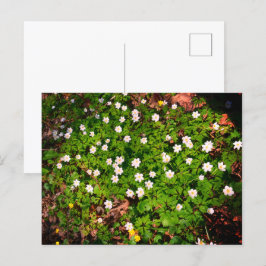 Cartão Postal Anêmona-de-madeira, linda flor branca da primavera