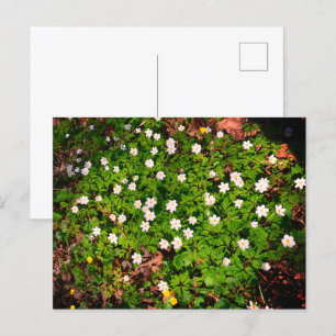 Cartão Postal Anêmona-de-madeira, linda flor branca da primavera