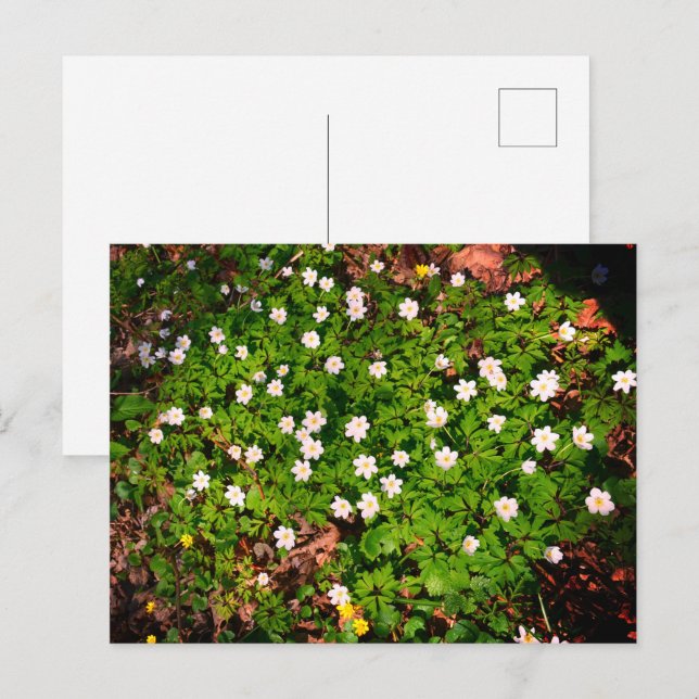 Cartão Postal Anêmona-de-madeira, linda flor branca da primavera (Frente/Verso)