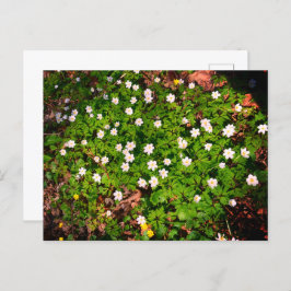 Cartão Postal Anêmona de madeira, primavera branco bonito