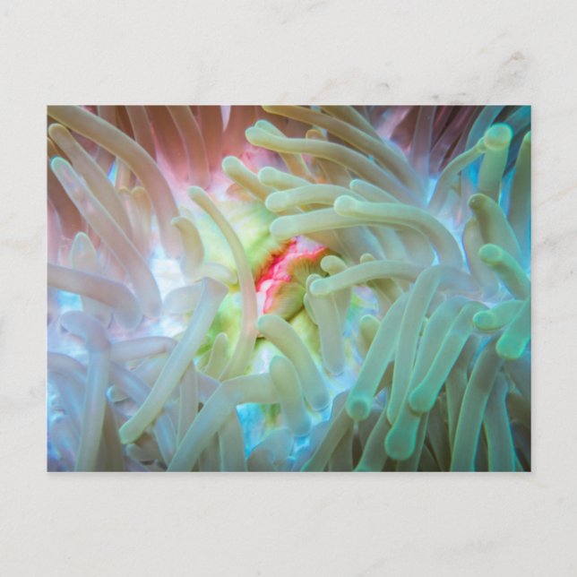 Cartão Postal Anêmona do Mar Multicolor (Frente)