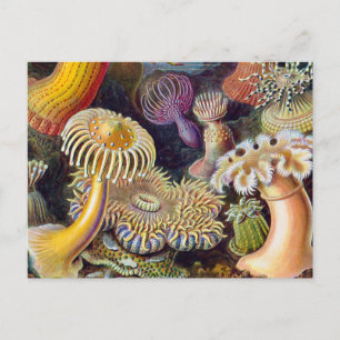 Cartão Postal Anêmona-do-Mar Natureza Científica Oceano