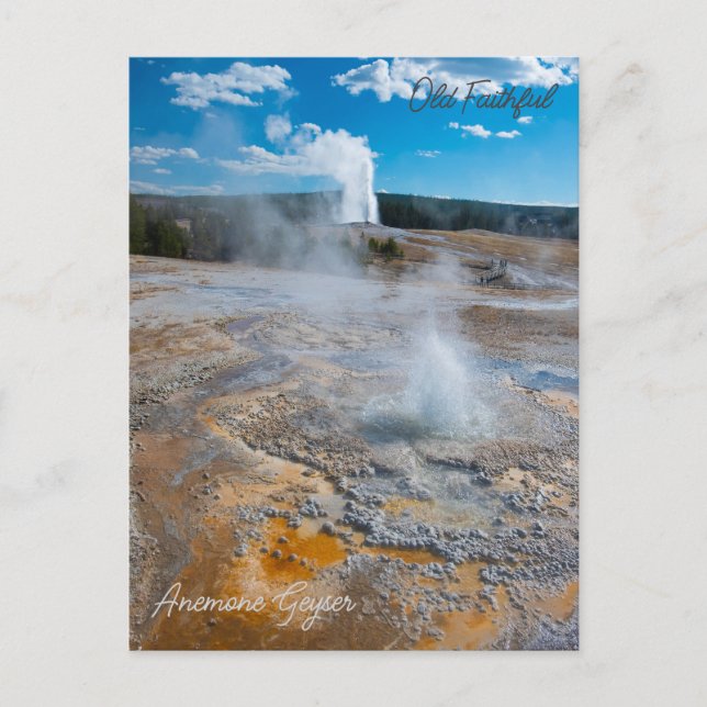 Cartão Postal Anêmona e géiseres Old Faithful em erupção (Frente)