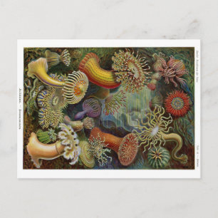 Cartão Postal Anêmonas-do-mar de Ernst Haeckel