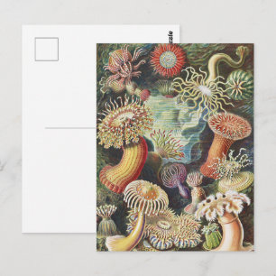 Cartão Postal Anêmonas-do-mar de Haeckel Colagem de arte náutica