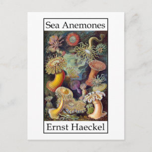 Cartão Postal Anêmonas do mar por Ernst Haeckel