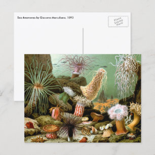 Cartão Postal Anêmonas do Mar Vintage, Animais do Oceano Marinh