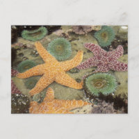 Anêmonas verdes gigantes e estrelas-do-mar ocre