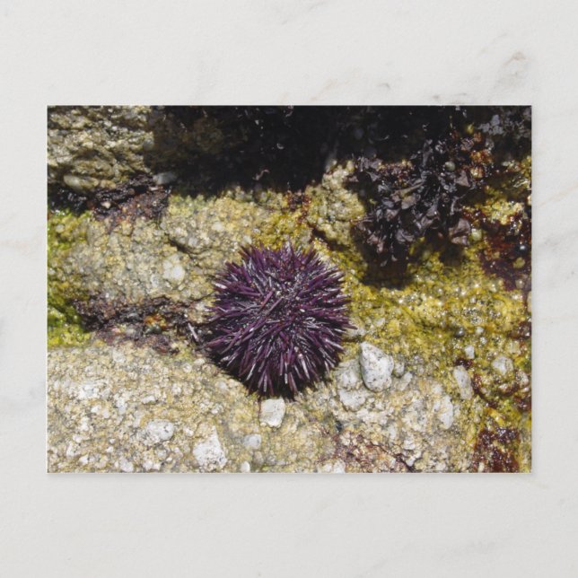 Cartão Postal Anemone (Frente)