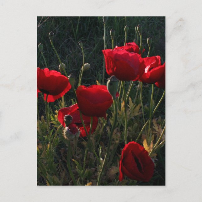 Cartão Postal Anemone (Frente)
