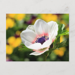 Cartão Postal Anemone branco