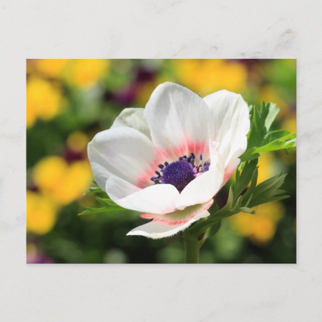 Cartão Postal Anemone branco (Frente)