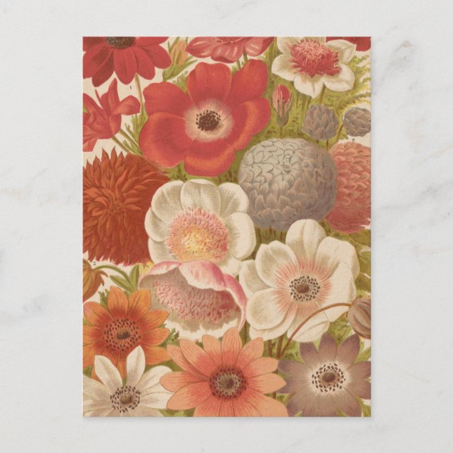 Cartão Postal Anemone | George Nicholson (Frente)