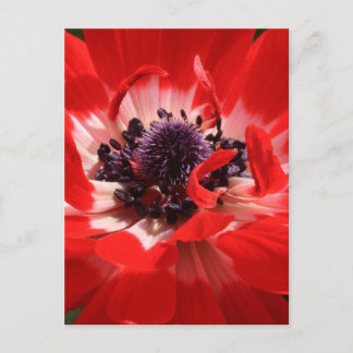 Cartão Postal Anemone Vermelho