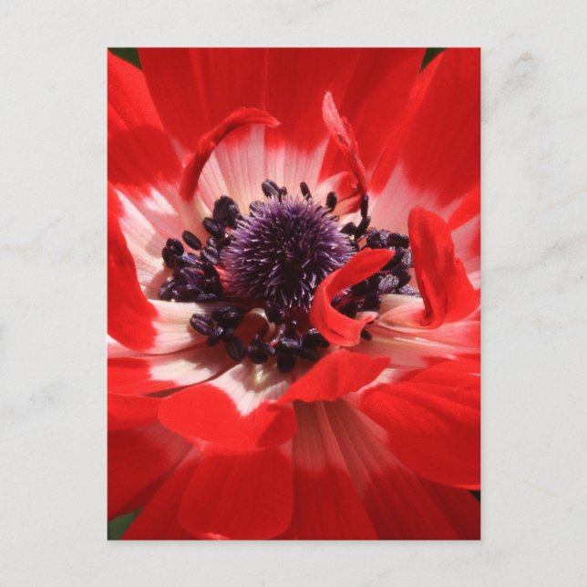 Cartão Postal Anemone Vermelho (Frente)