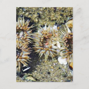 Cartão Postal Anenomos Tidepools Areia