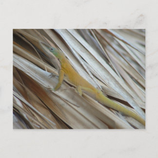Cartão Postal Aneole Lizard