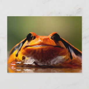 Cartão Postal Anfíbio do Sapo Bonito   Natureza divertida