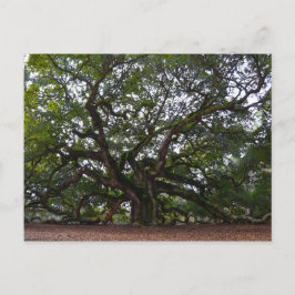 Cartão Postal Angel Oak, Ilha de John, Carolina do Sul