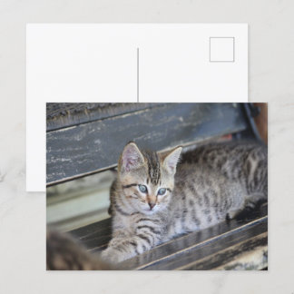 Cartão Postal Angelic Kitten