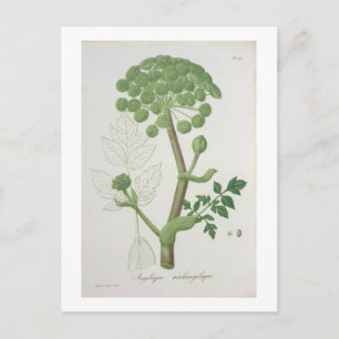 Cartão Postal Angélica Archangelica do 'Phytographie Medicale'