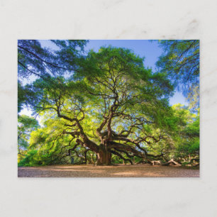 Cartão Postal Angelical árvore Angel Oak
