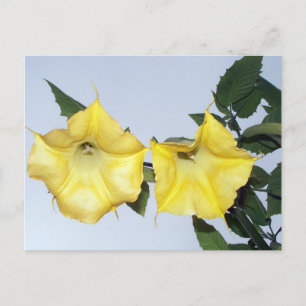 Cartão postal Angels Trumpet Brugmansia