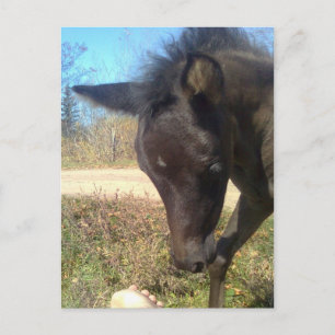 Cartão Postal AngelsPhlyby Nite