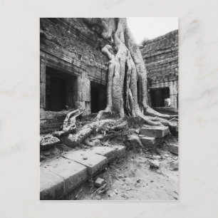 Cartão Postal Angkor Camboja, Ta Prohm Árvore