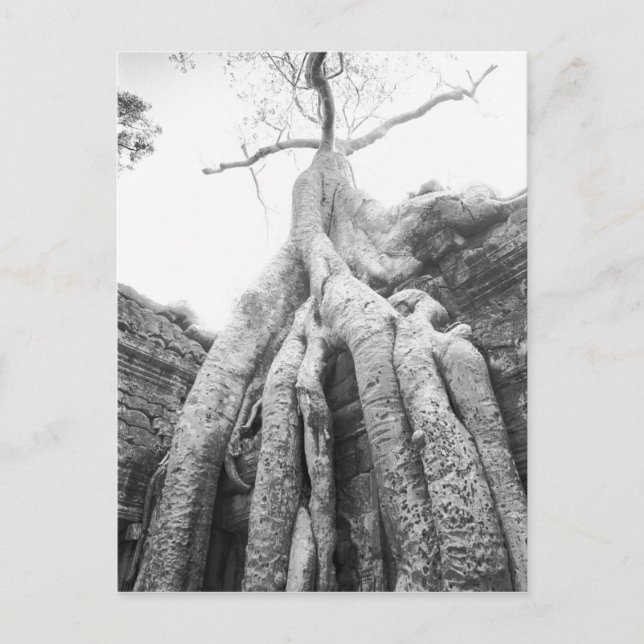 Cartão Postal Angkor Camboja, Tree Ta Prohm (Frente)