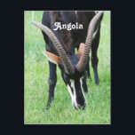 Cartão Postal Angola Sable Antelope<br><div class="desc">O animal nacional de Angola é o Antílope Sable.</div>