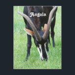 Cartão Postal Angola Sable Antelope<br><div class="desc">O animal nacional de Angola é o Antílope Sable.</div>