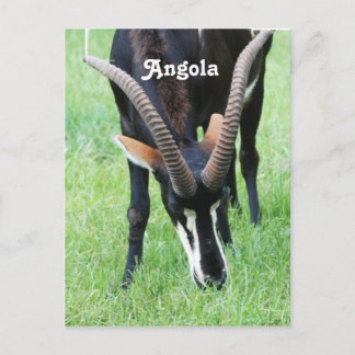 Cartão Postal Angola Sable Antelope