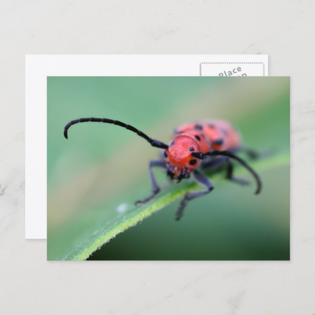 Cartão Postal Angry Red Beetle Bug Nature Photography  (Frente/Verso)