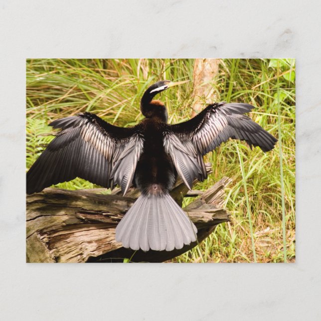 Cartão Postal Anhinga (Frente)