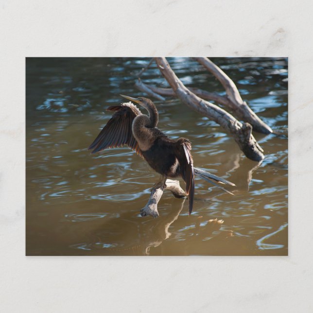 Cartão Postal Anhinga (Frente)