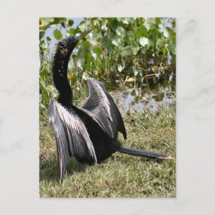 Cartão Postal Anhinga Bird