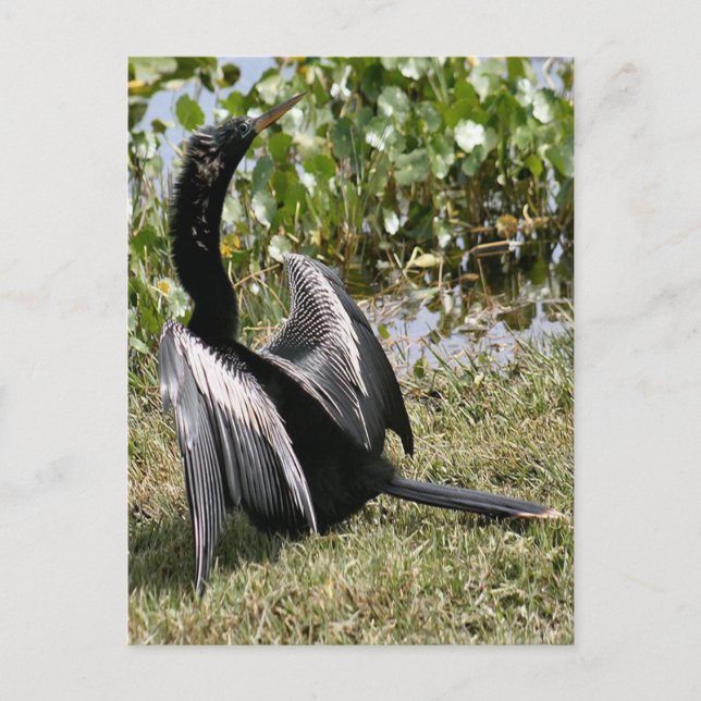 Cartão Postal Anhinga Bird (Frente)