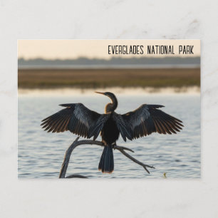 Cartão Postal Anhinga Parque Nacional Everglades
