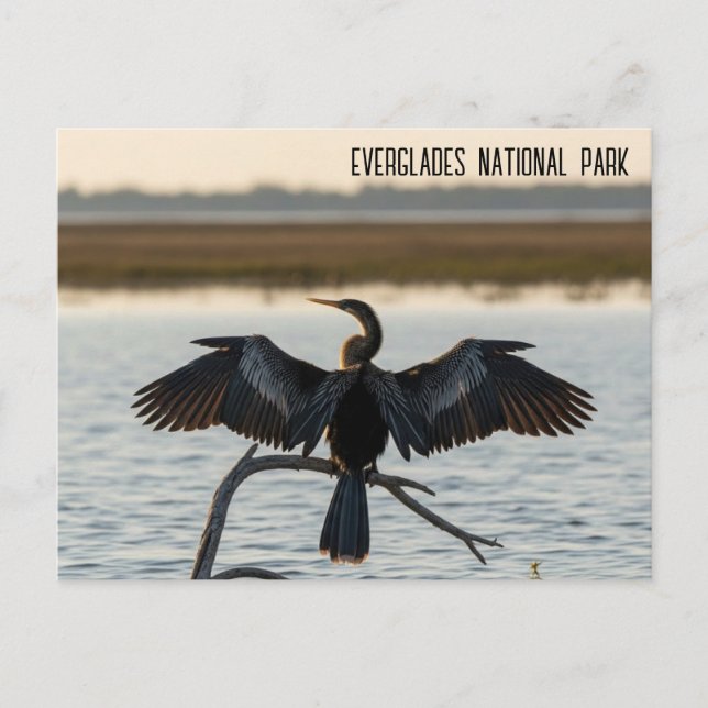 Cartão Postal Anhinga Parque Nacional Everglades (Frente)