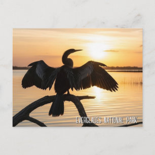 Cartão Postal Anhinga Parque Nacional Everglades